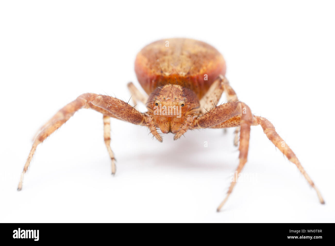 Crab spider uk Cut Out Stock Images & Pictures Alamy