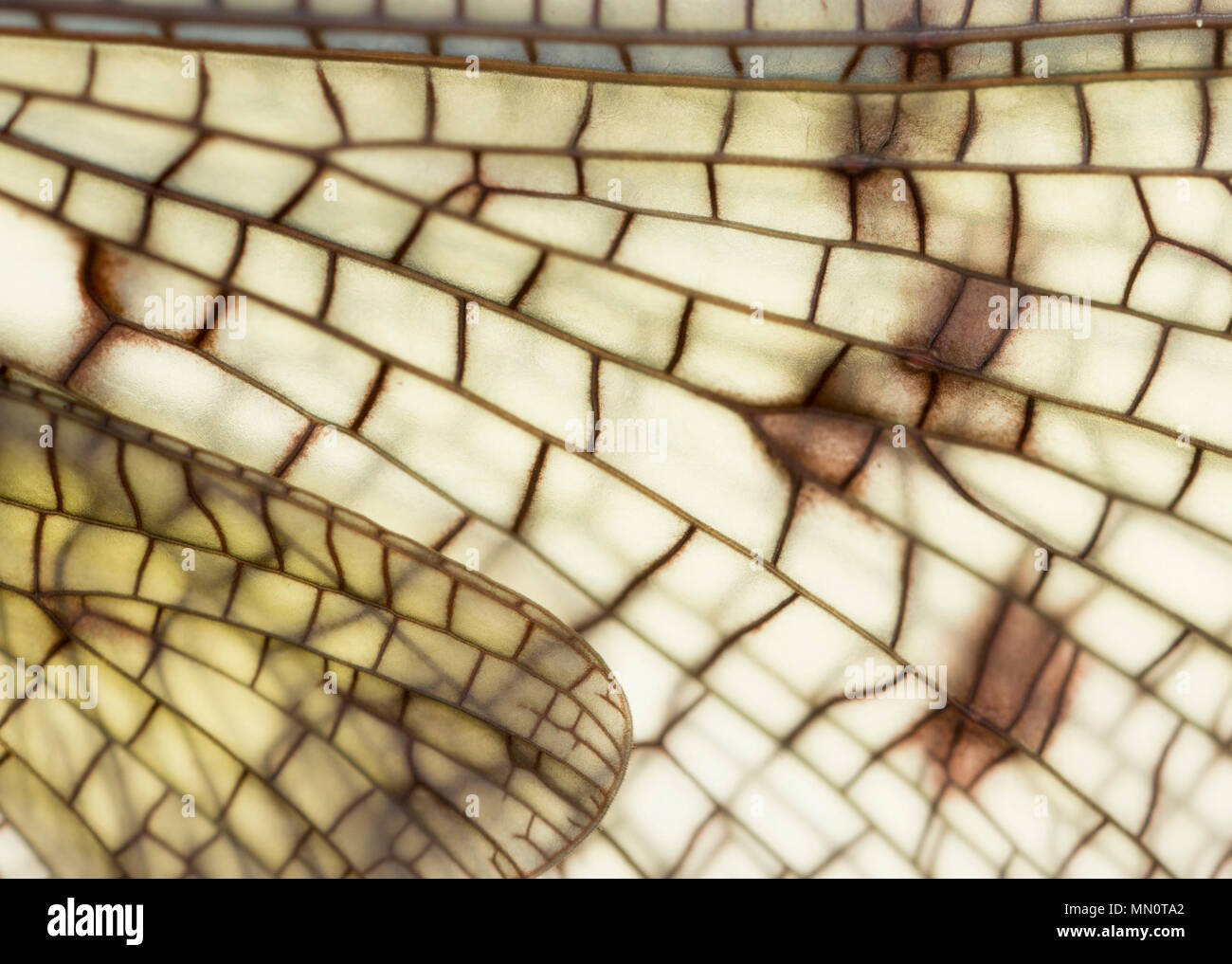 Mayfly UK Stock Photo