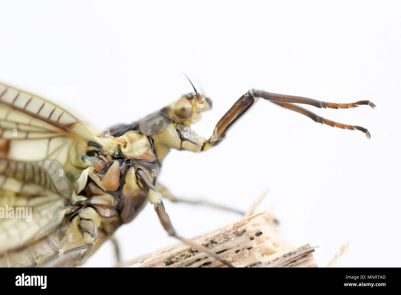 Mayfly UK Stock Photo