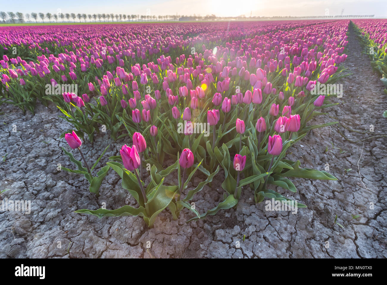 The colorful fields of tulips in bloom frames the trees in the countryside at dawn De Rijp Alkmaar North Holland Europe Stock Photo