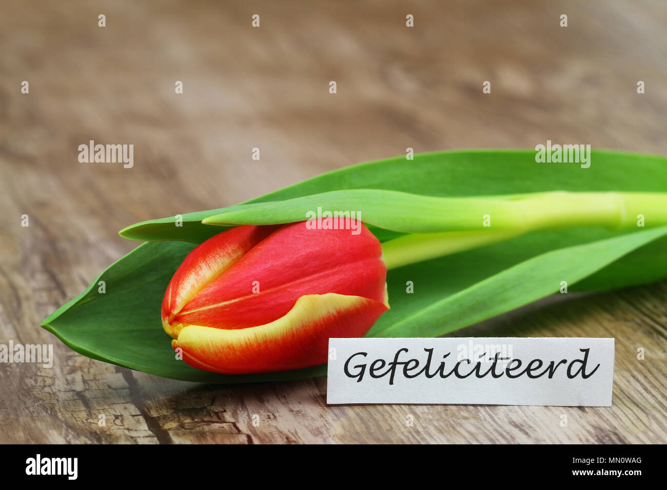 Gefeliciteerd (Congratulations in Dutch) card with one red and yellow tulip Stock Photo
