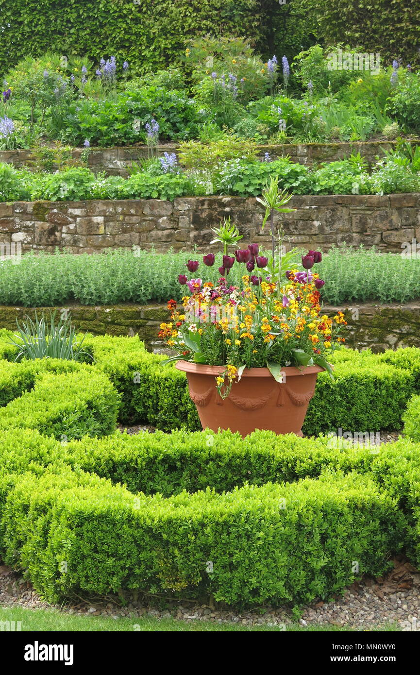 The beautifully laid out garden with planters of tulips and low