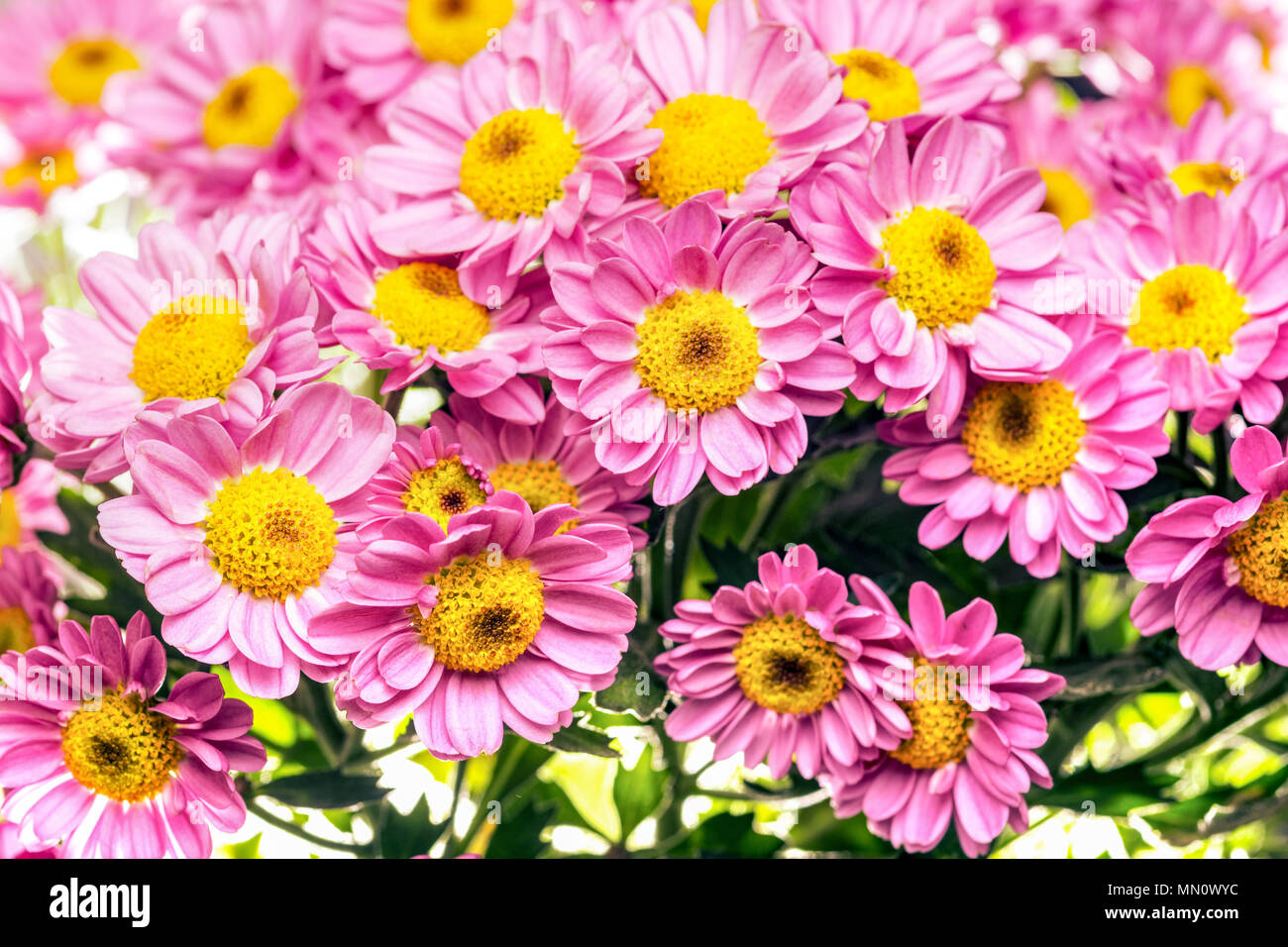 Chrysanthemum indicum, pink and yellow center, closeup macro, with lots of contrast and vibrant beautiful colors Stock Photo