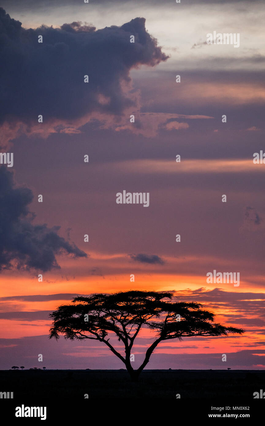 Solitary tree in the savanna against a background of a stunning sunset. Classic African sunset. Dawn. East Africa. Tanzania. Serengeti National Park. Stock Photo