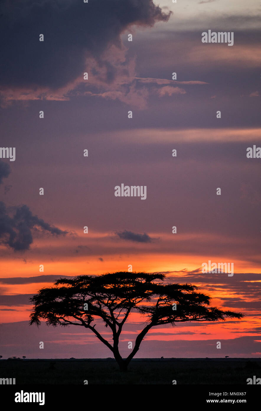 Solitary tree in the savanna against a background of a stunning sunset. Classic African sunset. Dawn. East Africa. Tanzania. Serengeti National Park. Stock Photo