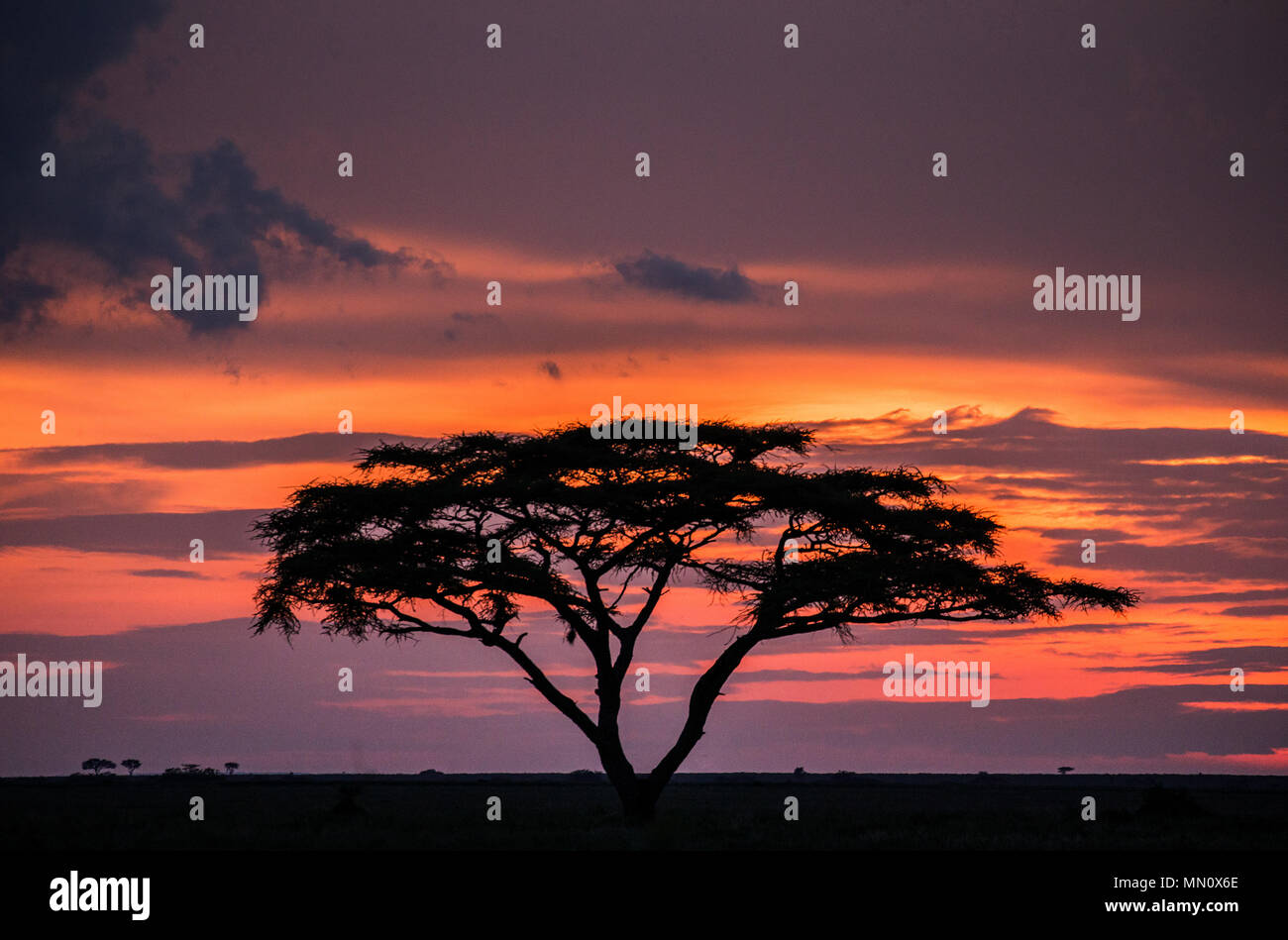 Solitary tree in the savanna against a background of a stunning sunset. Classic African sunset. Dawn. East Africa. Tanzania. Serengeti National Park. Stock Photo