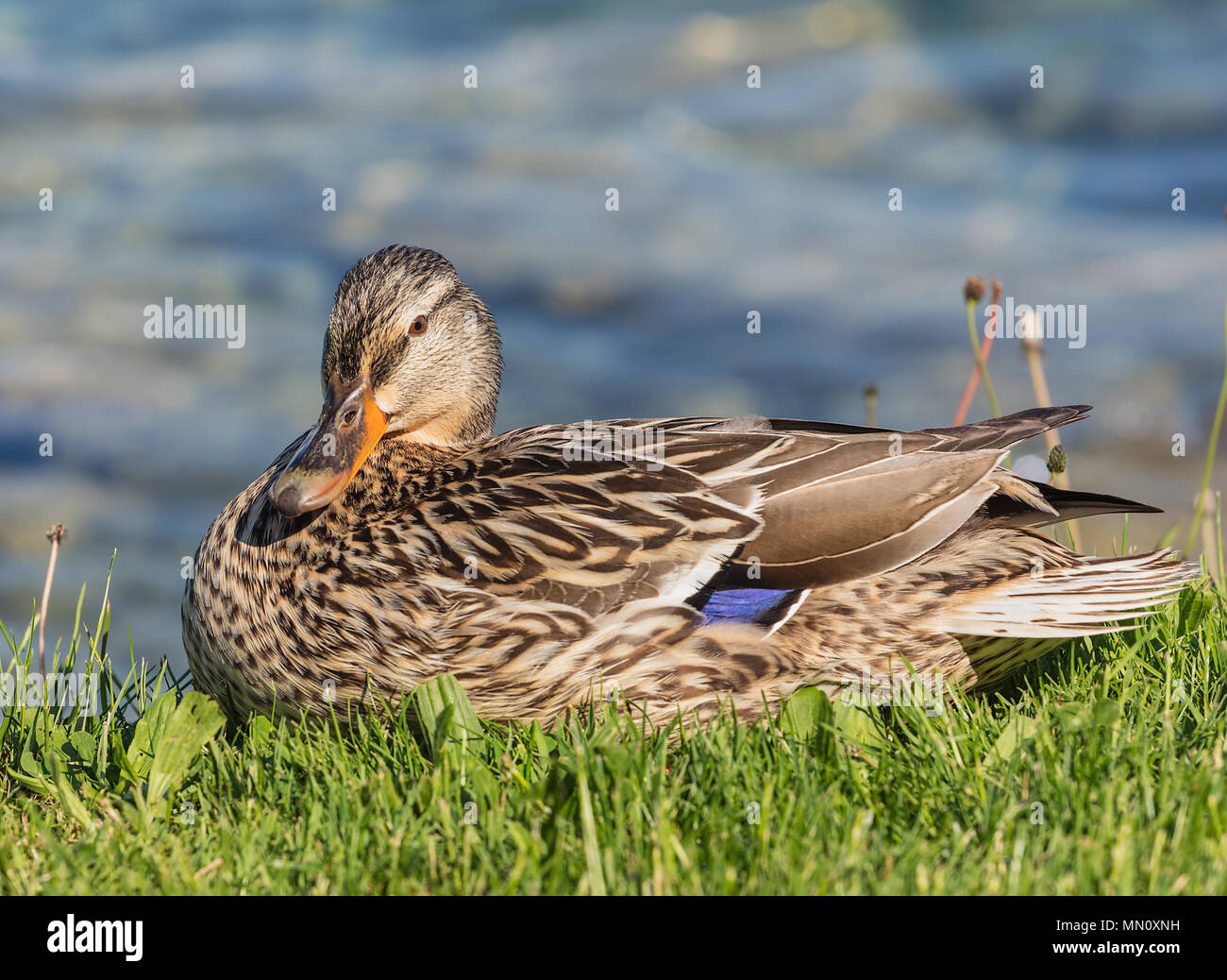 A duck resting on the shore of Lake Zurich in Switzerland Stock Photo