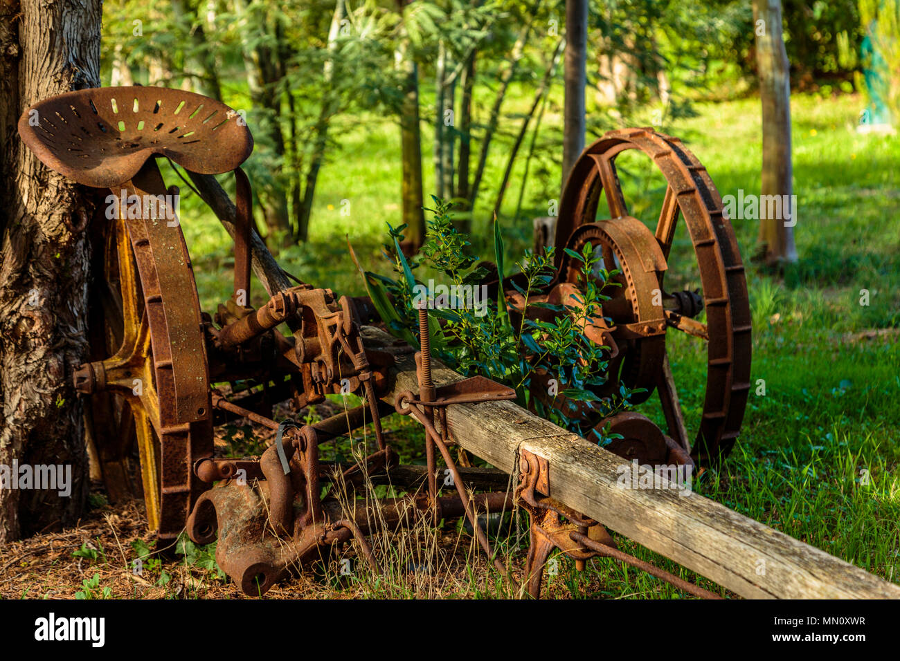 Old rusted farm plow under a shady tree, Florence, Italy Stock Photo