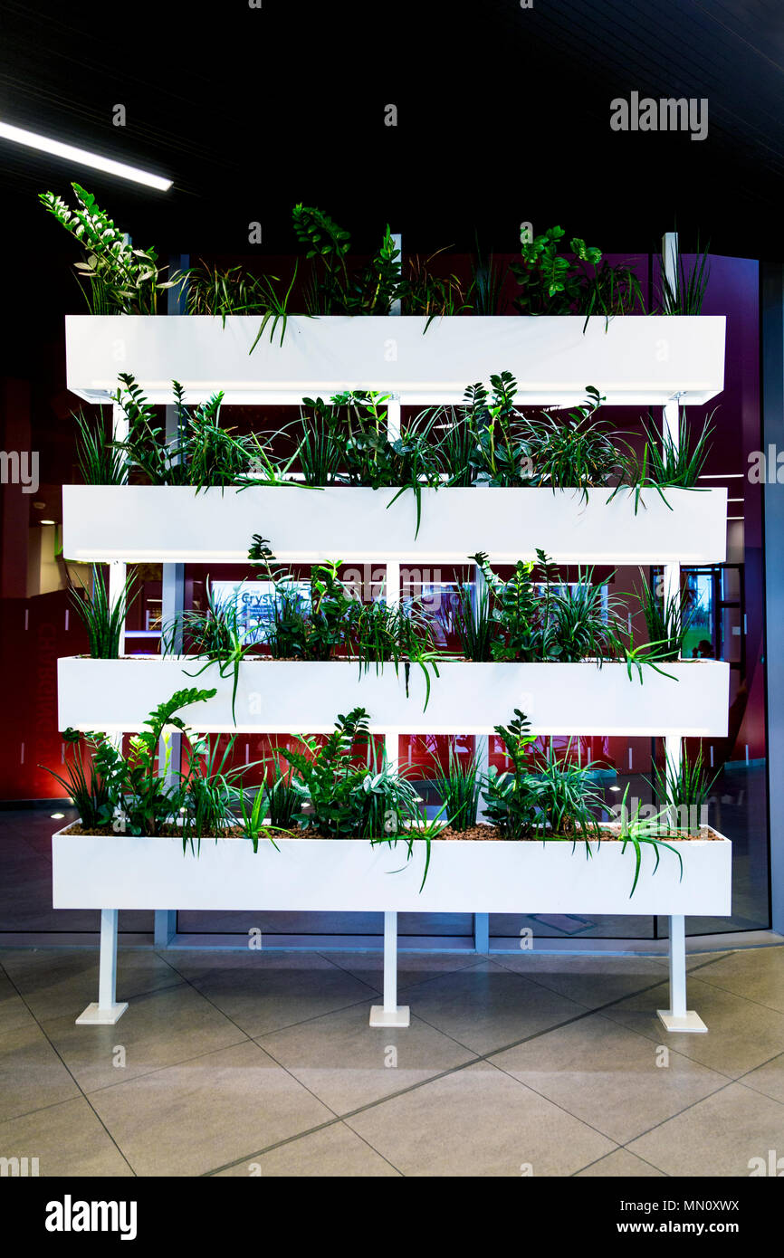 A indoor green wall made of plants in planters inside The Crystal building cafe, London, UK Stock Photo