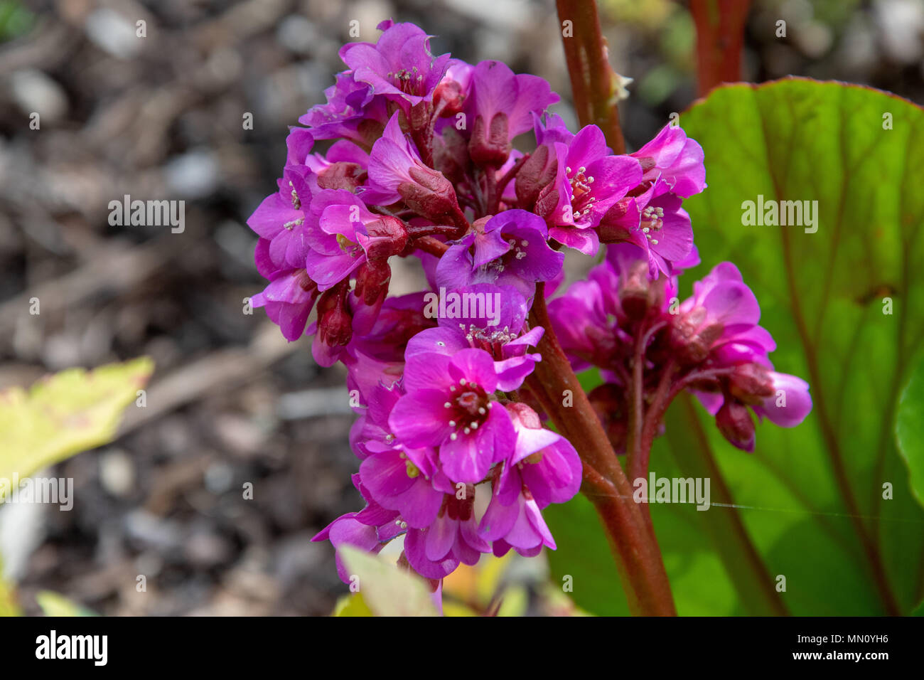 Beautiful purple flowers Stock Photo - Alamy