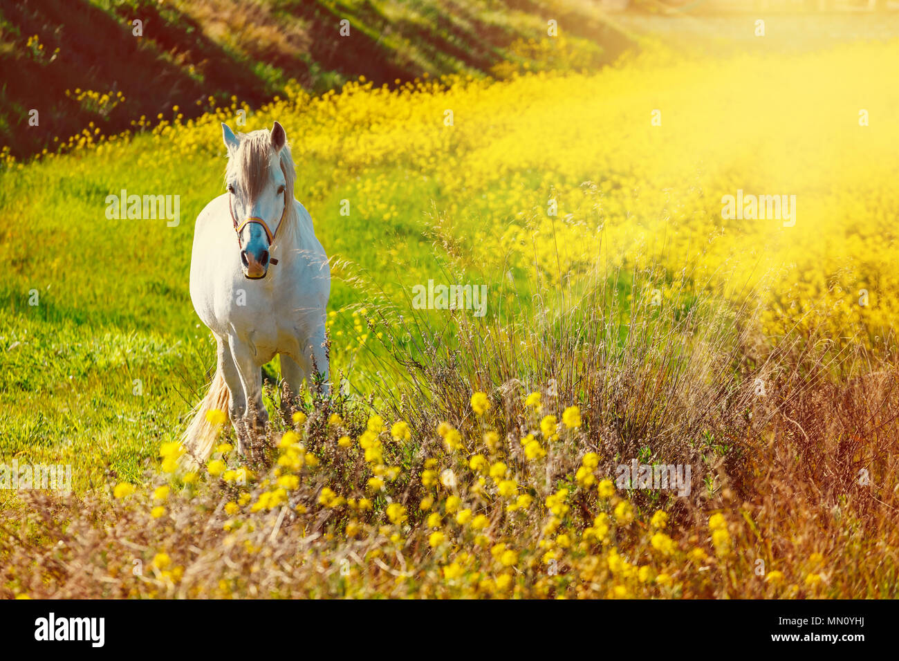 White Andalusian horse is standing on the meadow during sunset Stock Photo
