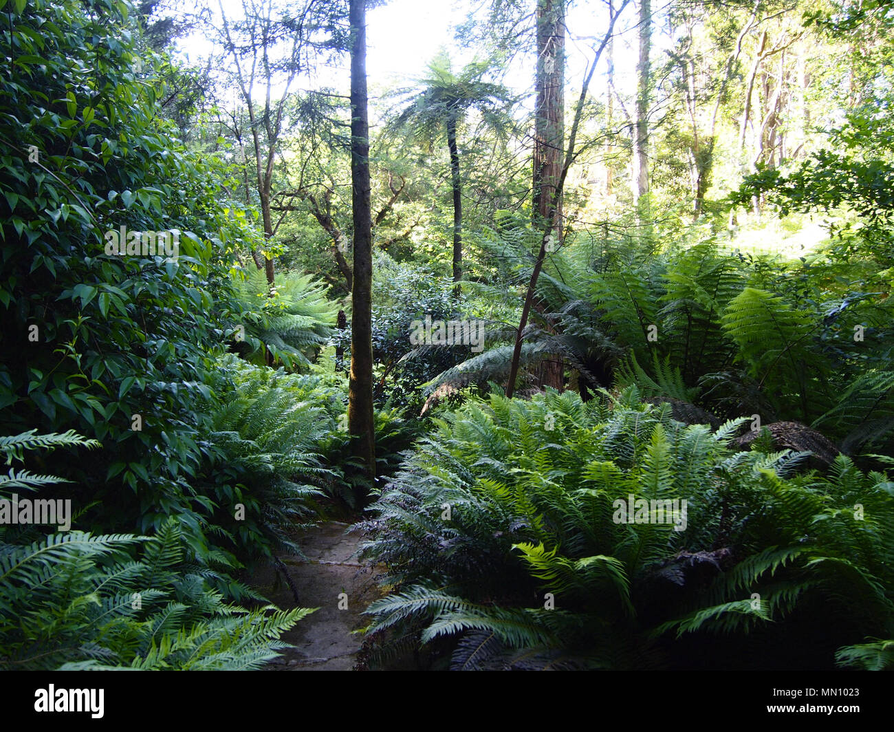 Arborescent ferns and other tropical plants in Parque da Pena Botanical garden, Sintra, Portugal Stock Photo