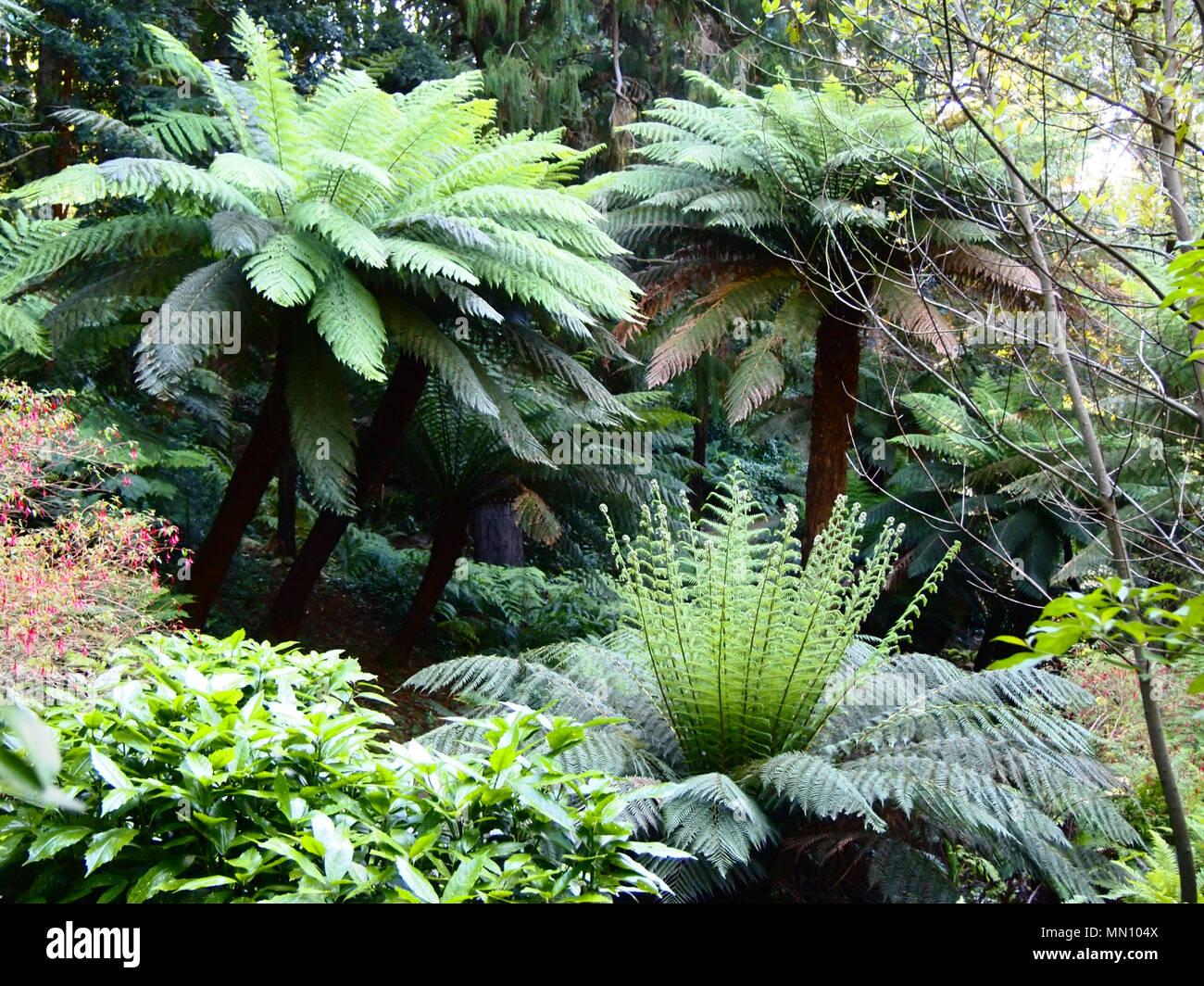 Arborescent ferns and other tropical plants in Parque da Pena Botanical garden, Sintra, Portugal Stock Photo