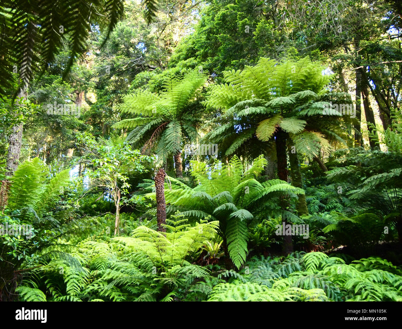 Arborescent ferns and other tropical plants in Parque da Pena Botanical garden, Sintra, Portugal Stock Photo