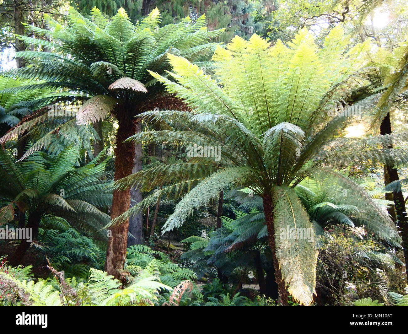 Arborescent ferns and other tropical plants in Parque da Pena Botanical garden, Sintra, Portugal Stock Photo