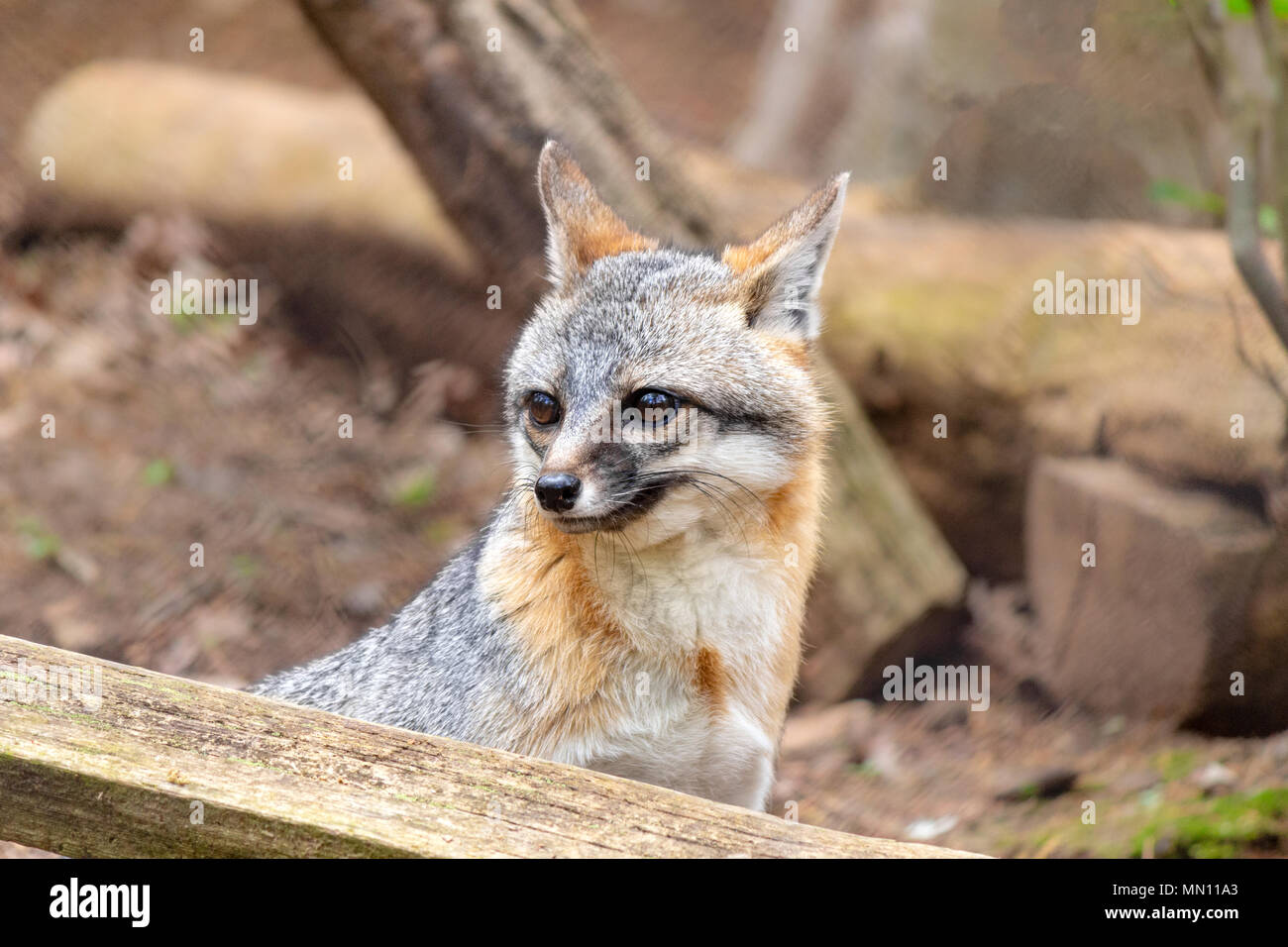 Funny fox face hi-res stock photography and images - Alamy