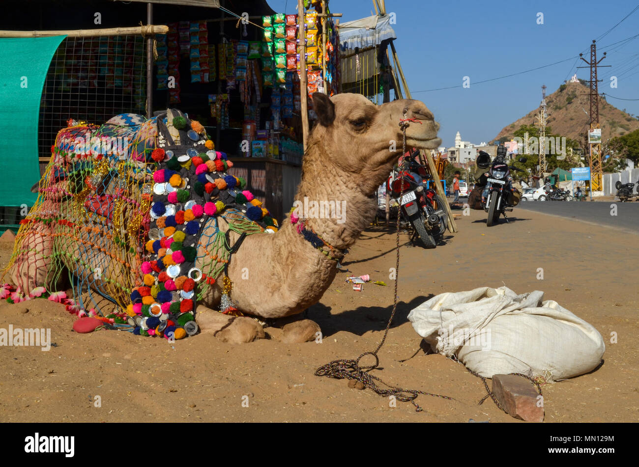 Pushkar, Rajasthan, India- January 16, 2018: Beautifully decorated Camel taking rest at Pushkar fair ground, Rajasthan, India. Stock Photo