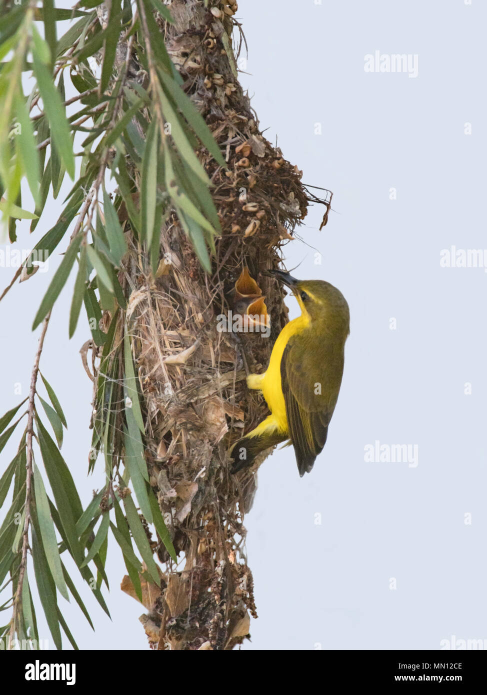 Female Yellow-bellied Sunbird or Olive-backed Sunbird (Nectarinia jugularis or Cinnyris jugularis) feeding her chicks with open beak at nest, Far Nort Stock Photo