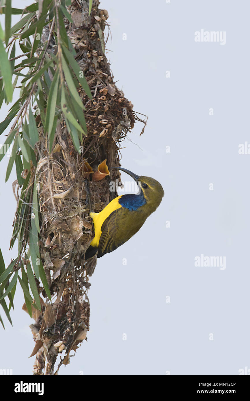 Male Yellow-bellied Sunbird or Olive-backed Sunbird (Nectarinia jugularis or Cinnyris jugularis) at nest with begging chicks, Far North Queensland, QL Stock Photo