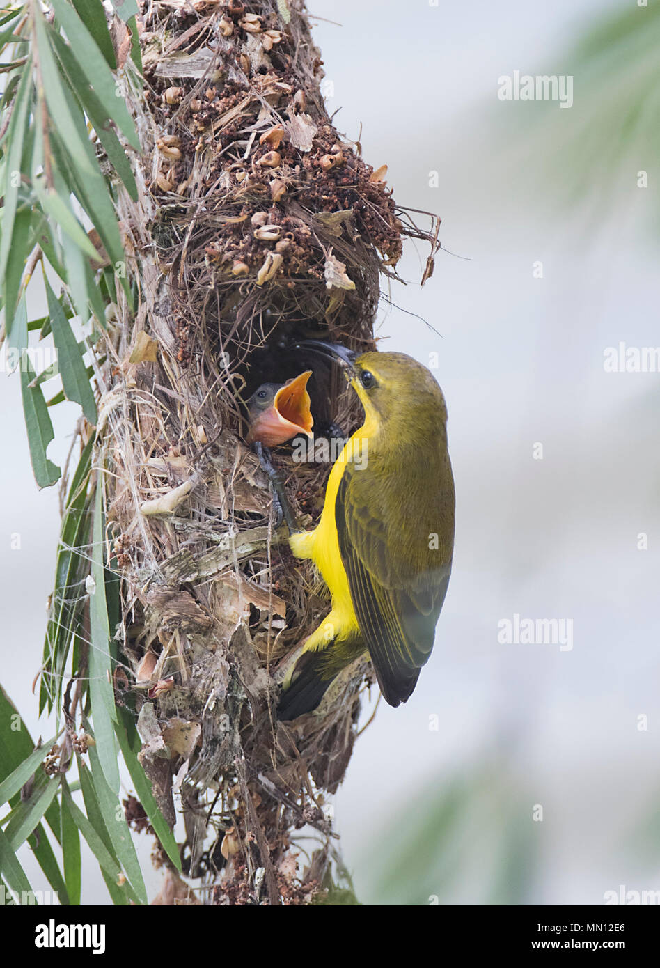 Female Yellow-bellied Sunbird or Olive-backed Sunbird (Nectarinia jugularis or Cinnyris jugularis) feeding her chick with open beak at nest, Far North Stock Photo