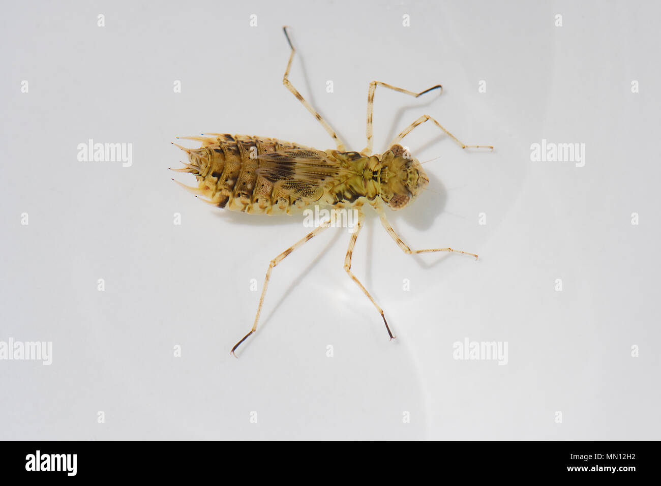 Dragonfly larvae found swimming in water, Cairns, Far North Queensland, FNQ, QLD, Australia Stock Photo