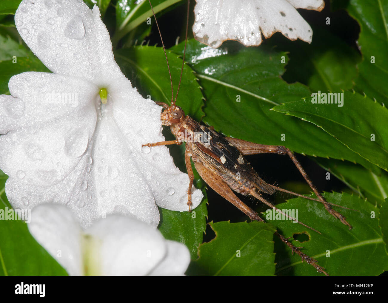 True Cricket (Gryllidae) feeding on a white flower, Bellenden Ker, Far North Queensland, FNQ, QLD, Australia Stock Photo