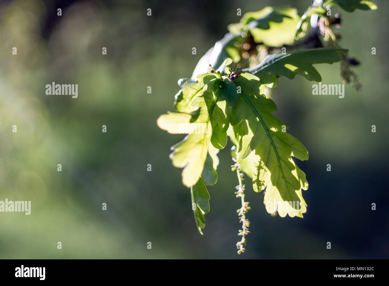 Closeup of leaves. Stewart Park in Middlesbrough Stock Photo