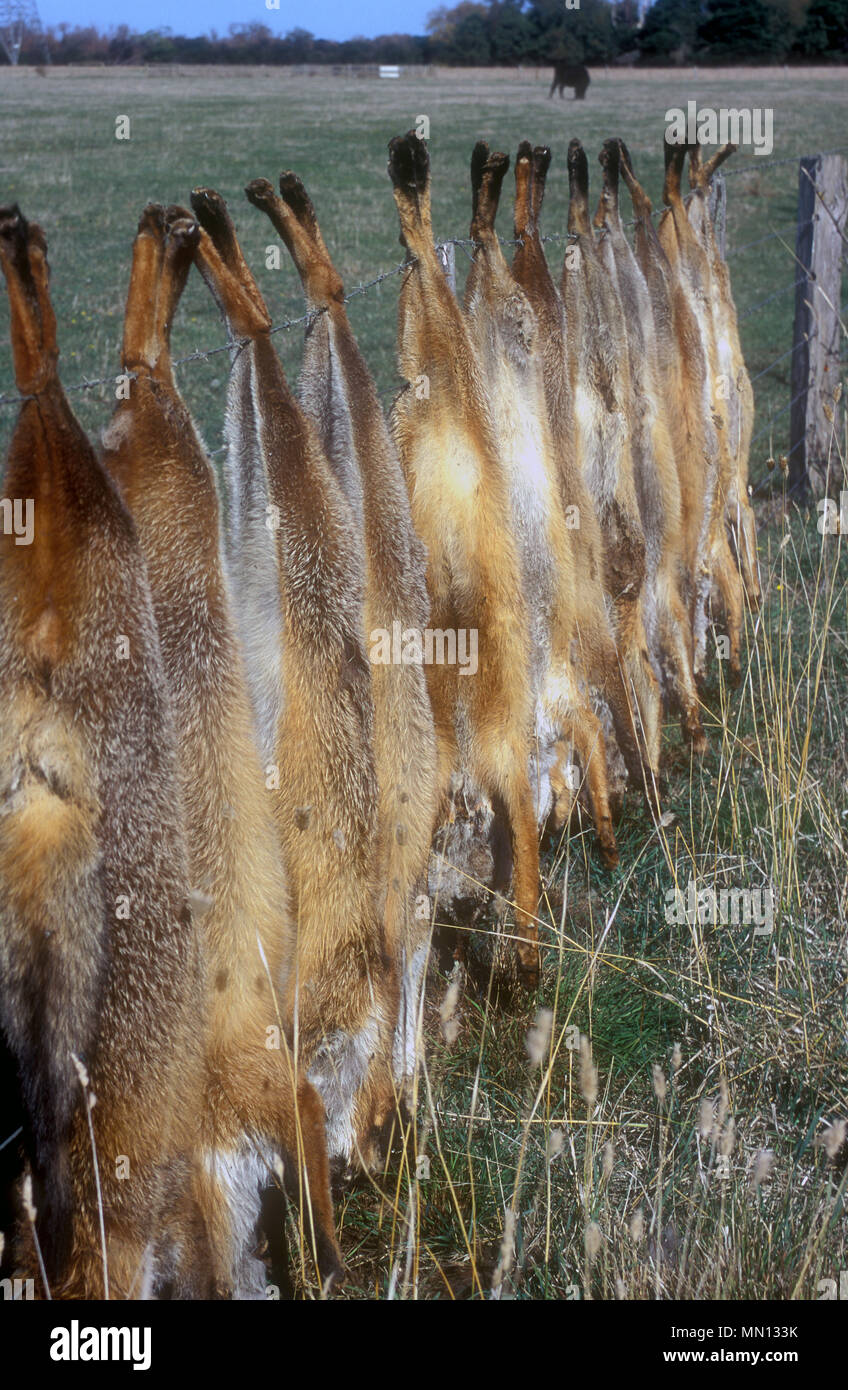 ROW OF DEAD FOXES FOLLOWING CULLING, AUSTRALIA. Stock Photo
