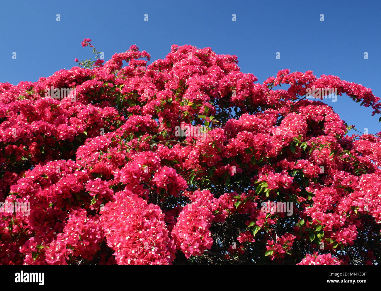 RED BOUGAINVILLEA FLOWERS, NEW SOUTH WALES, AUSTRALIA. Stock Photo