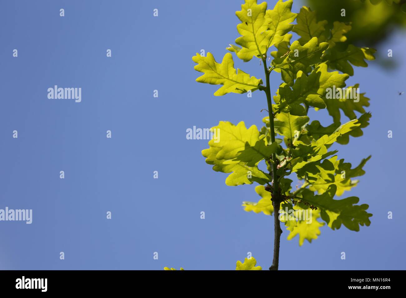 Oak branches and leaves against blue sky background Stock Photo - Alamy