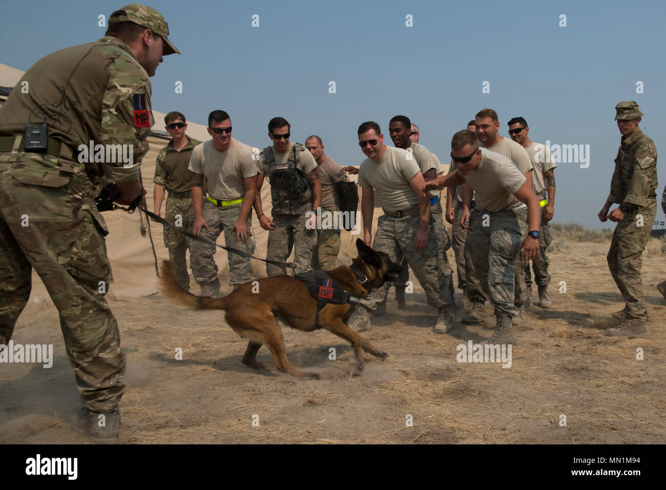 U.K. Royal Air Force Cpl. Mathew Hoskinson, dog handler, RAF Henlow demonstrates various military working dog training scenarios to U.S. Air Force service members at Grant County International Airport, Wash., Aug. 7, 2017, in support of exercise Mobility Guardian. More than 3,000 Airmen, Soldiers, Sailors, Marines and international partners converged on the state of Washington in support of Mobility Guardian. The exercise is intended to test the abilities of the Mobility Air Forces to execute rapid global mobility missions in dynamic, contested environments. Mobility Guardian is Air Mobility C Stock Photo