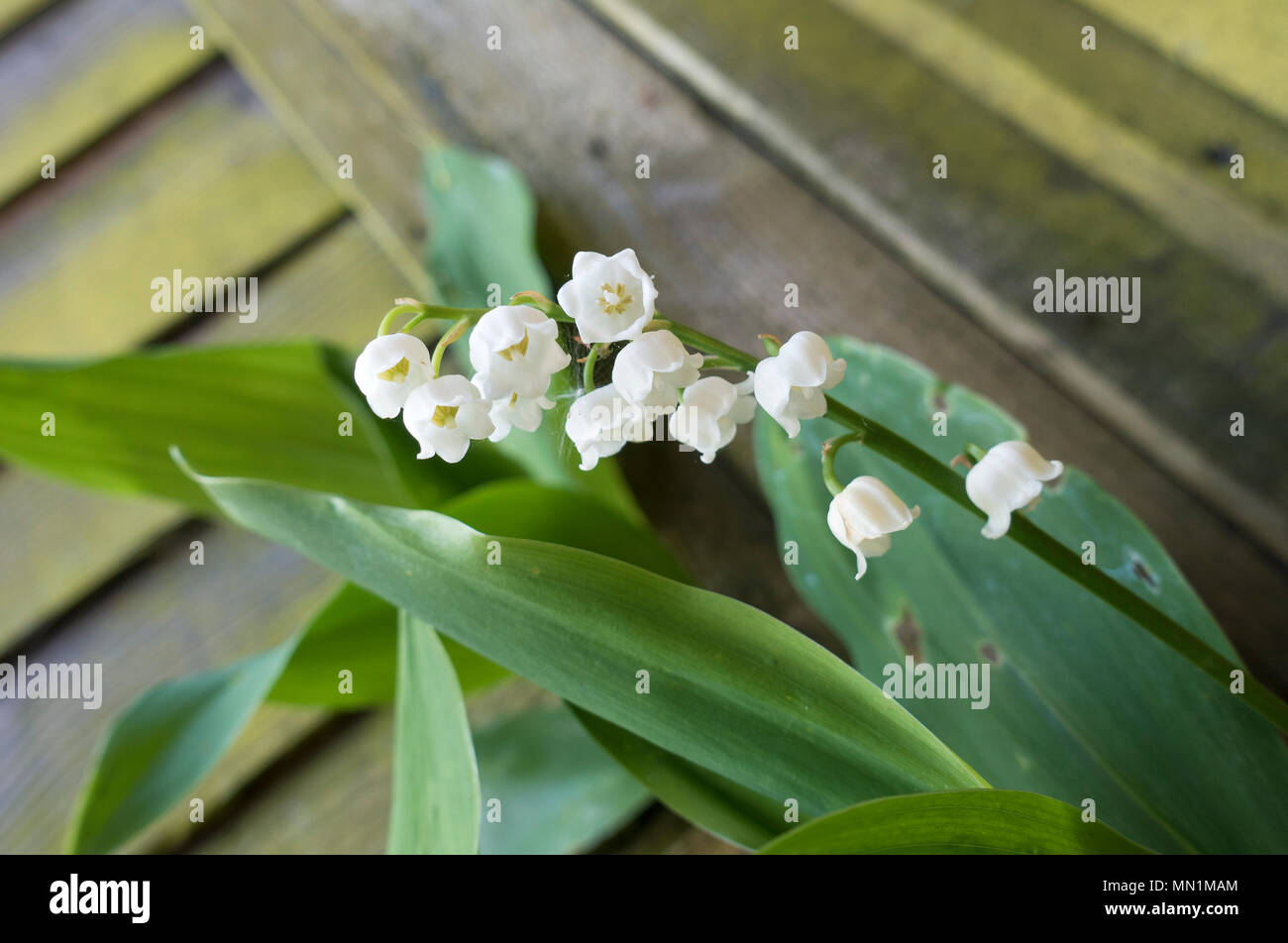 Lily of the Valley Stock Photo