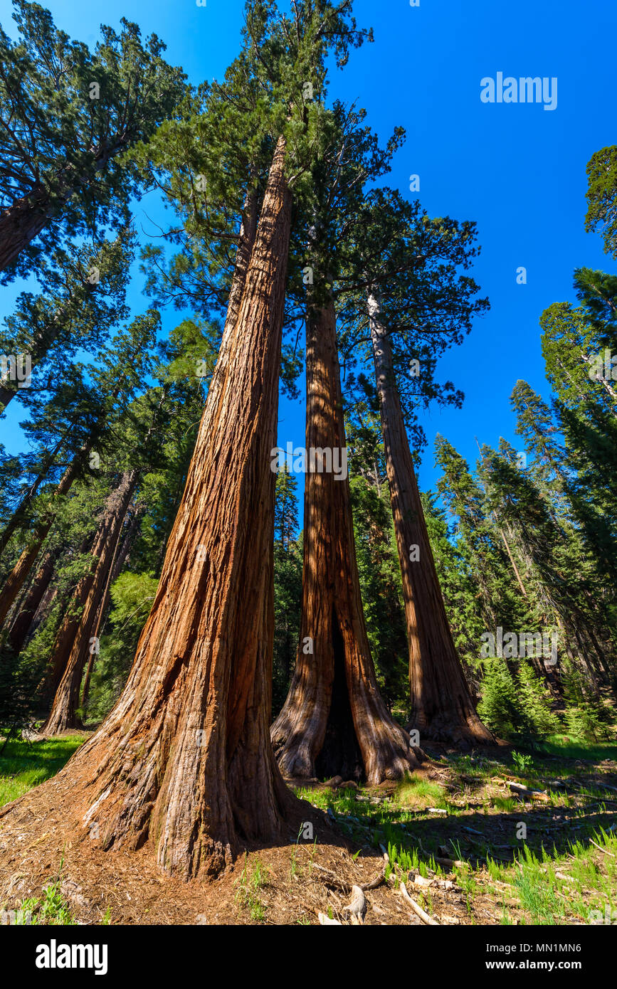 Beautiful scenery on the Big Trees Trail in Sequoia National Park where
