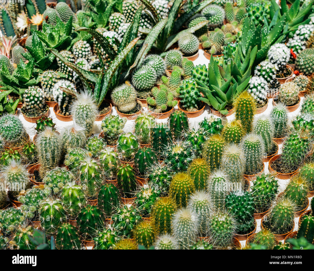 Many cactus in the pot are sort row on the table, Pink flower of cactus, Mammillaria cactus, Succulent. Stock Photo