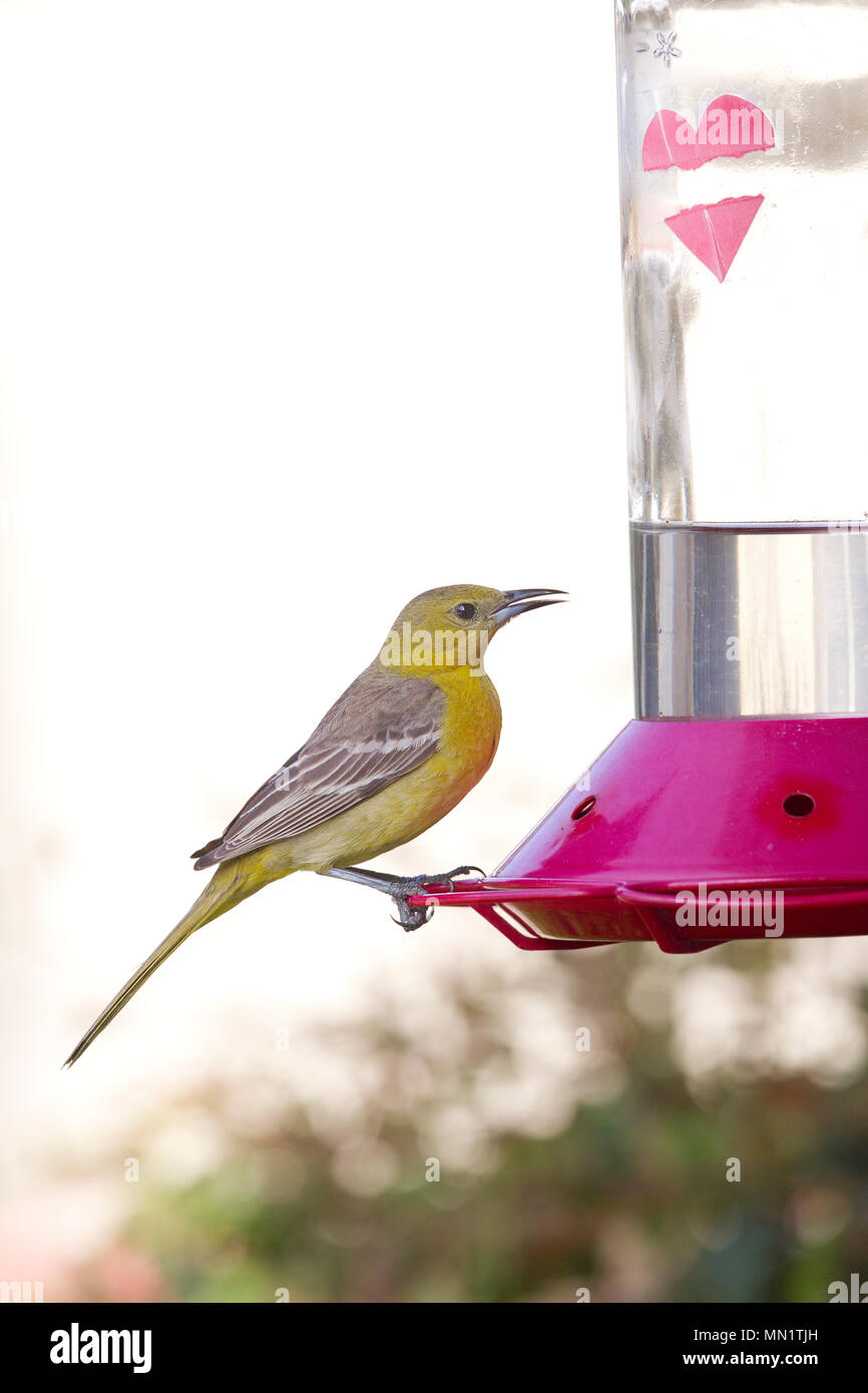 Hooded Oriole Female On Hummingbird Feeder Stock Photo 185052745