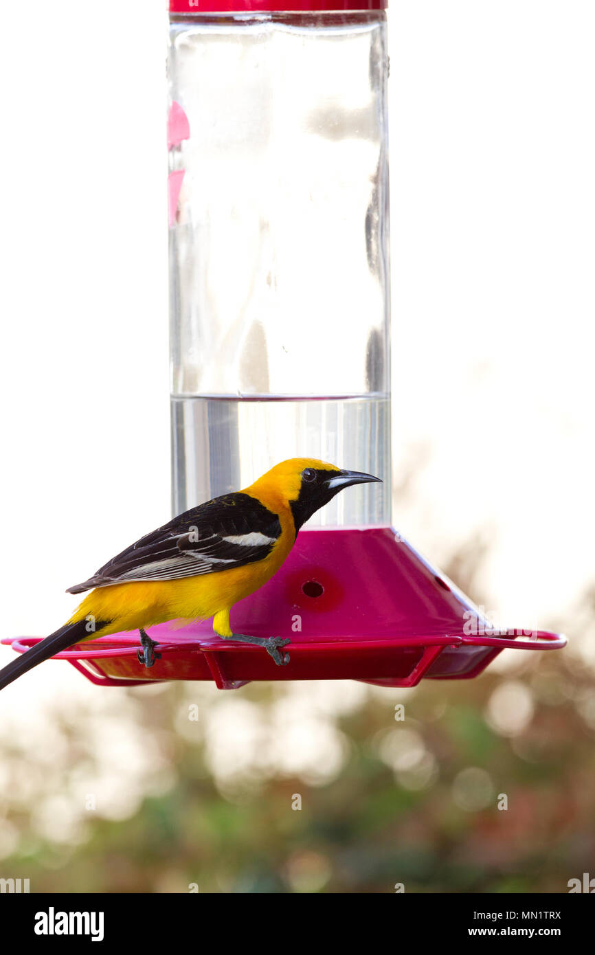 Hooded Oriole Male on Hummingbird Feeder Stock Photo Alamy