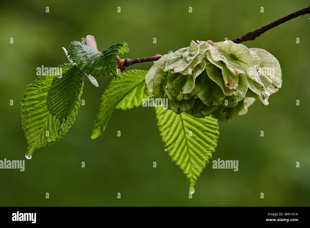 Elm tree seeds hires stock photography and images Alamy