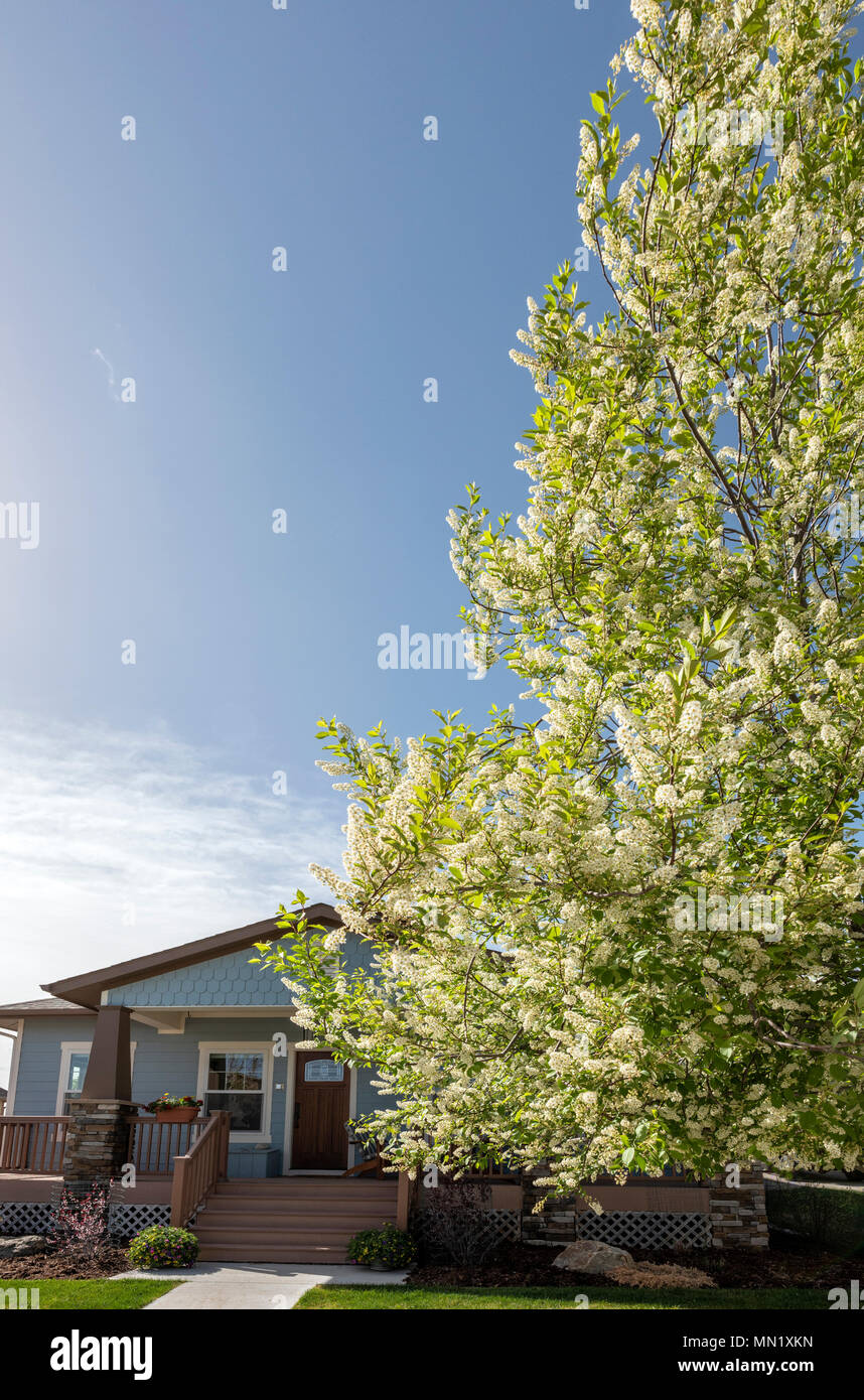 Western chokecherry tree in full white springtime bloom; Caftsman Style home; Salida; Colorado; USA Stock Photo
