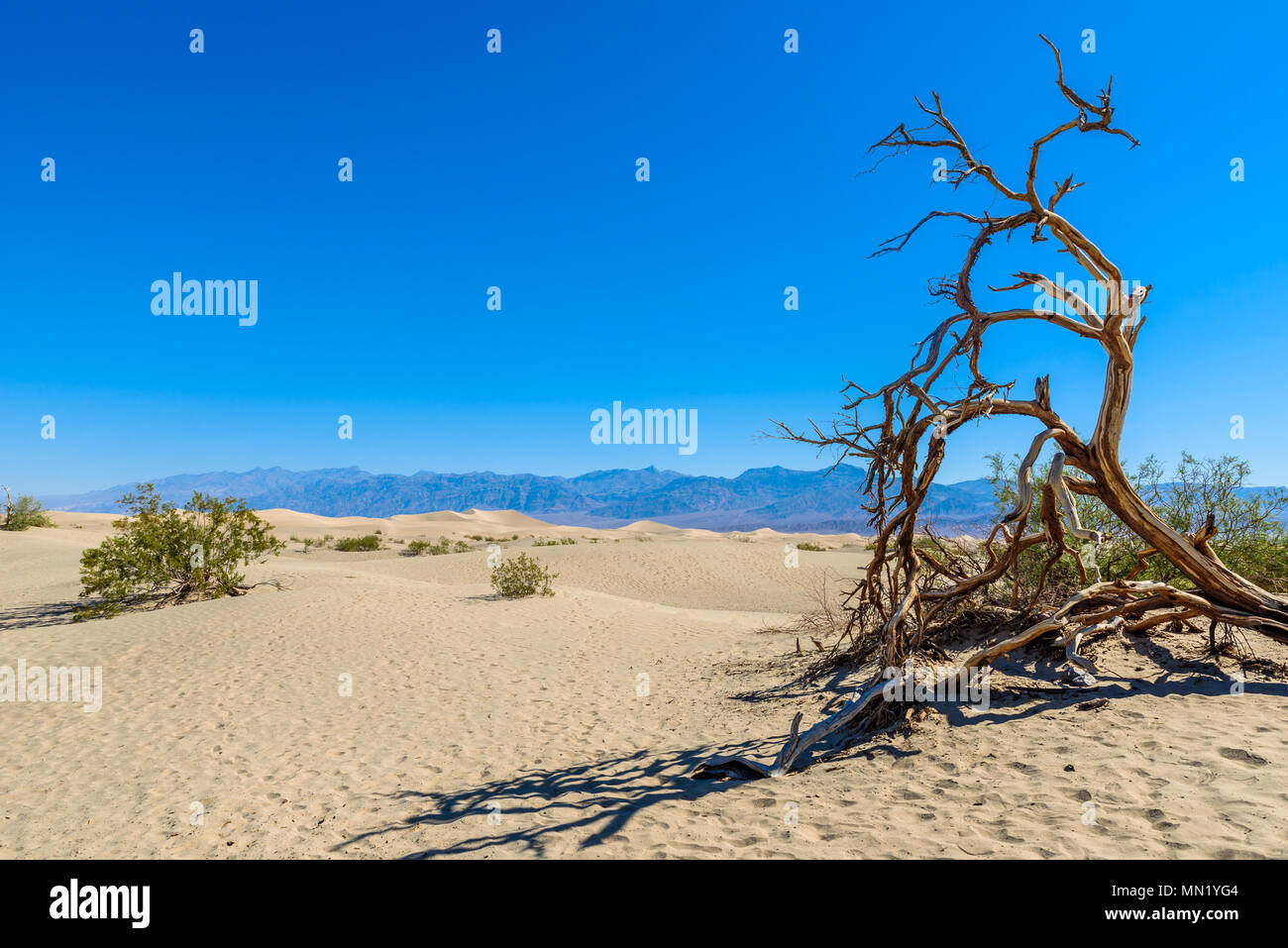 Mesquite Sand Dunes In Desert Of Death Valley California Usa Stock Photo Alamy Mesquite Sand Dunes In Desert Of Death Valley California Usa Stock Photo Alamy