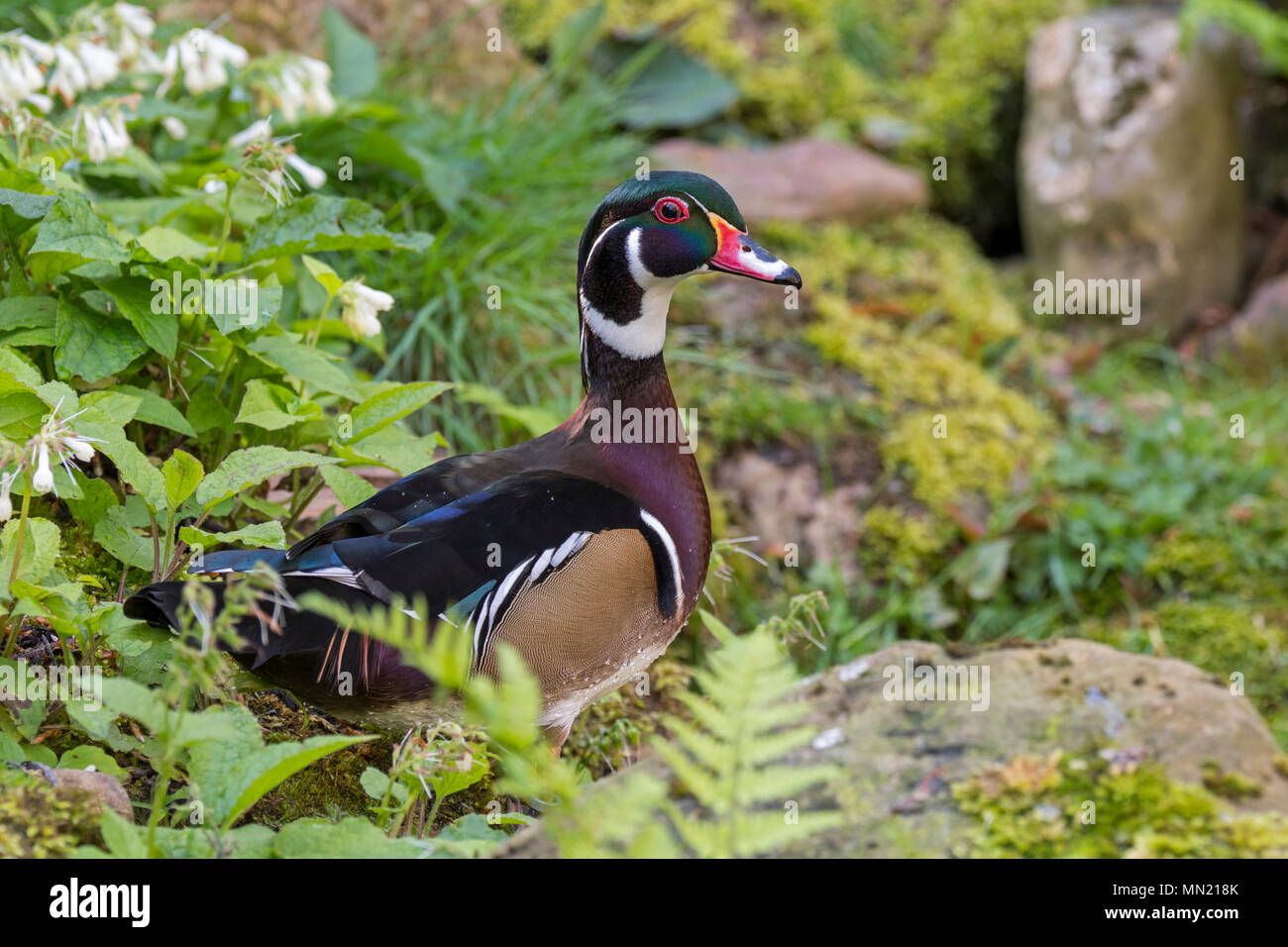 Wood duck / Carolina duck (Aix sponsa / Anas sponsa) male resting on land, colorful perching duck native to North America Stock Photo
