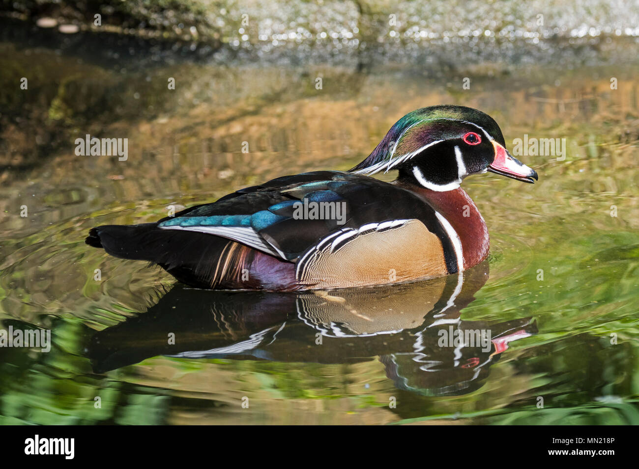Wood duck / Carolina duck (Aix sponsa / Anas sponsa) male swimming in pond, colorful perching duck native to North America Stock Photo