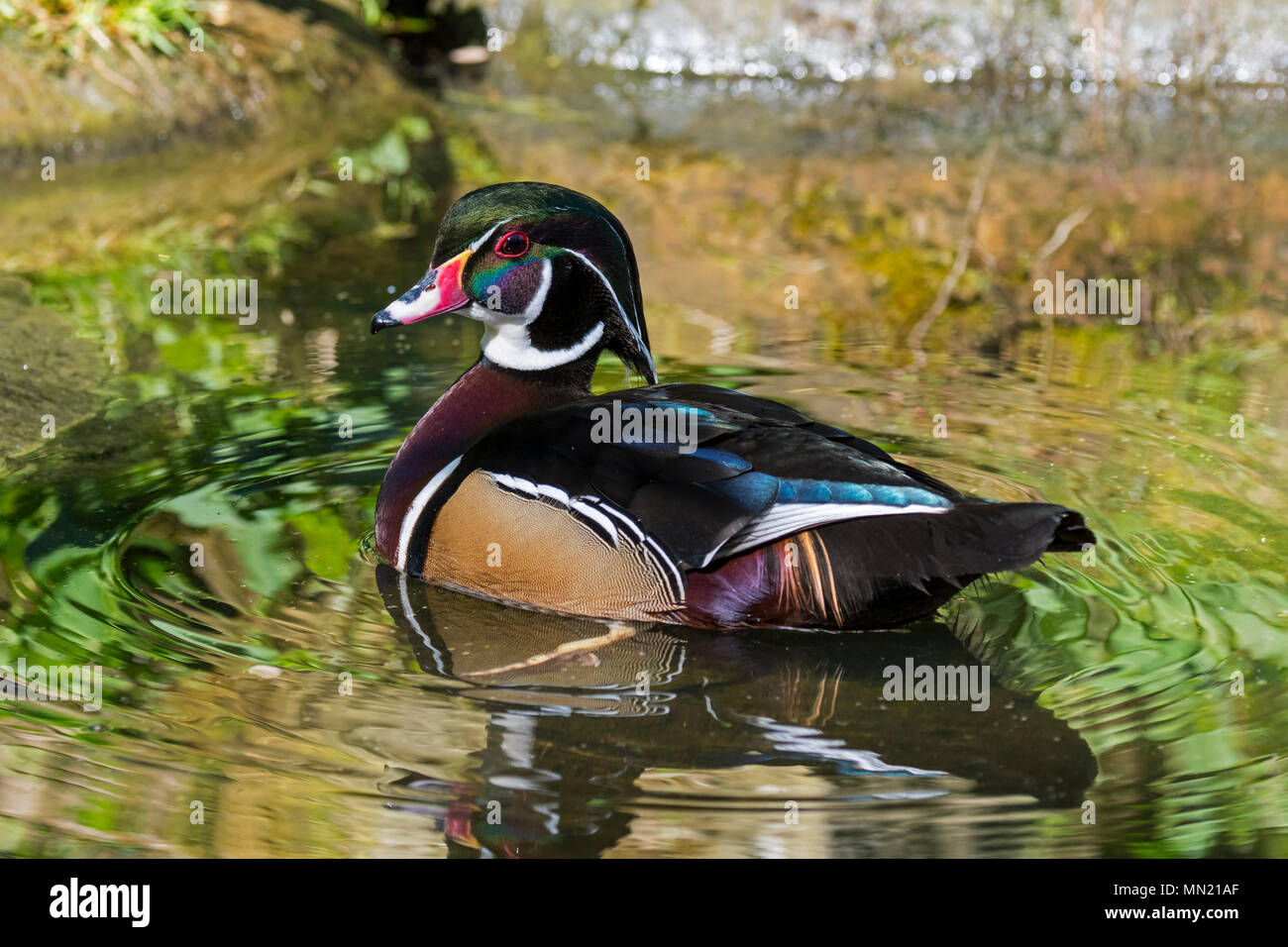 Wood duck / Carolina duck (Aix sponsa / Anas sponsa) male swimming in pond, colorful perching duck native to North America Stock Photo