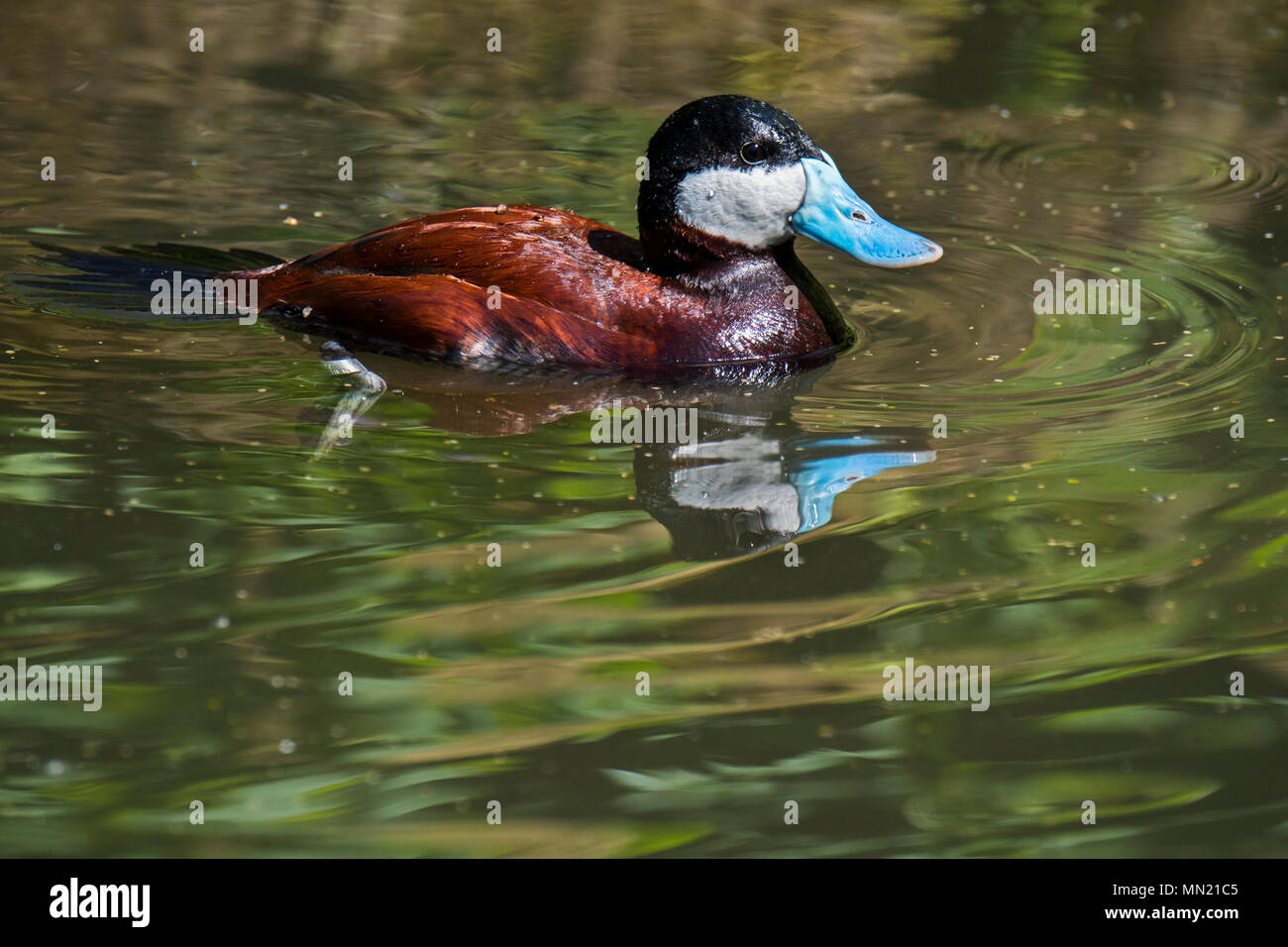 Ruddy duck (Oxyura jamaicensis) male swimming in pond, stiff-tailed duck native to North America Stock Photo