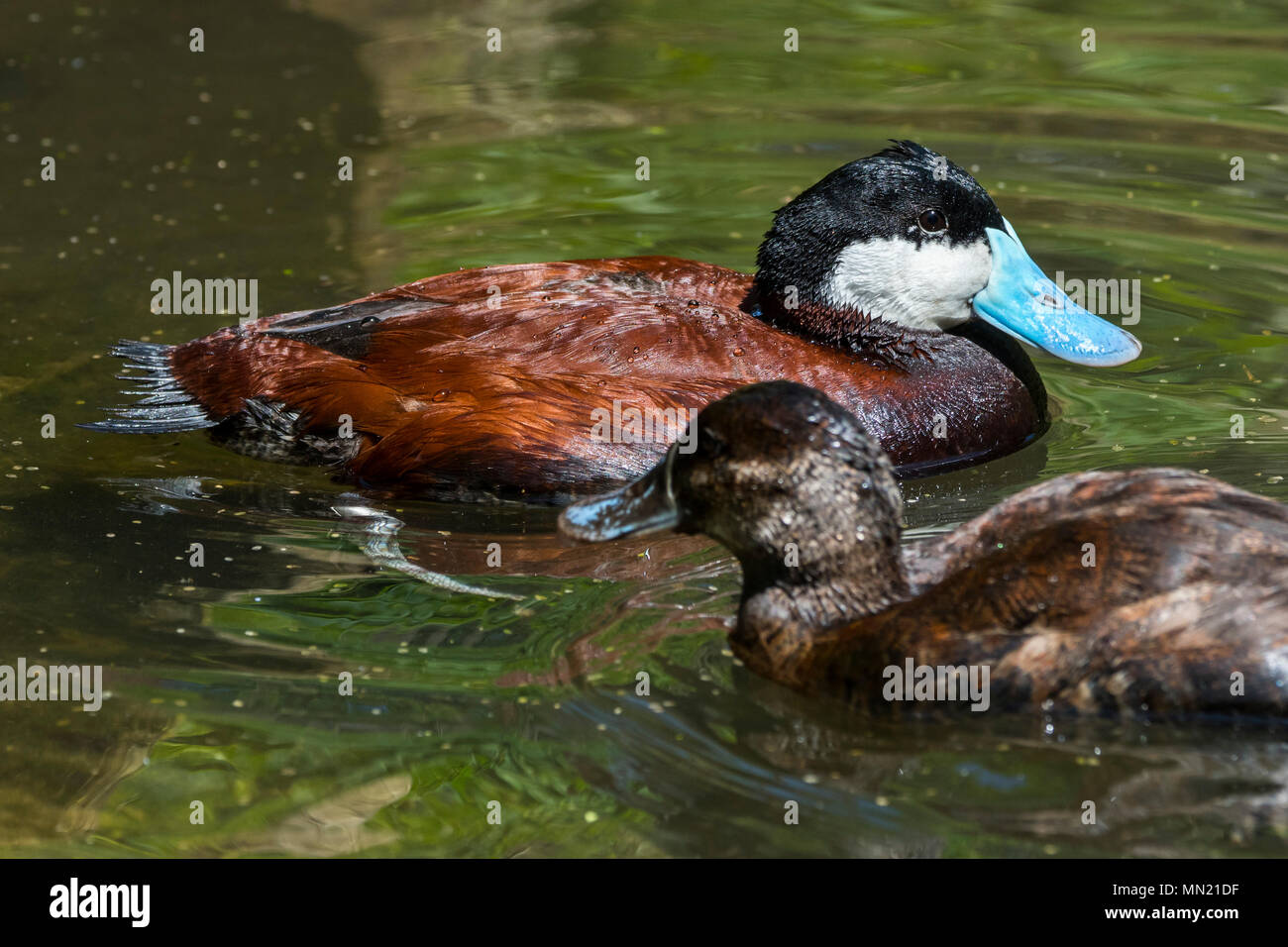 Ruddy duck (Oxyura jamaicensis) male and female swimming in pond, stiff-tailed duck native to North America Stock Photo