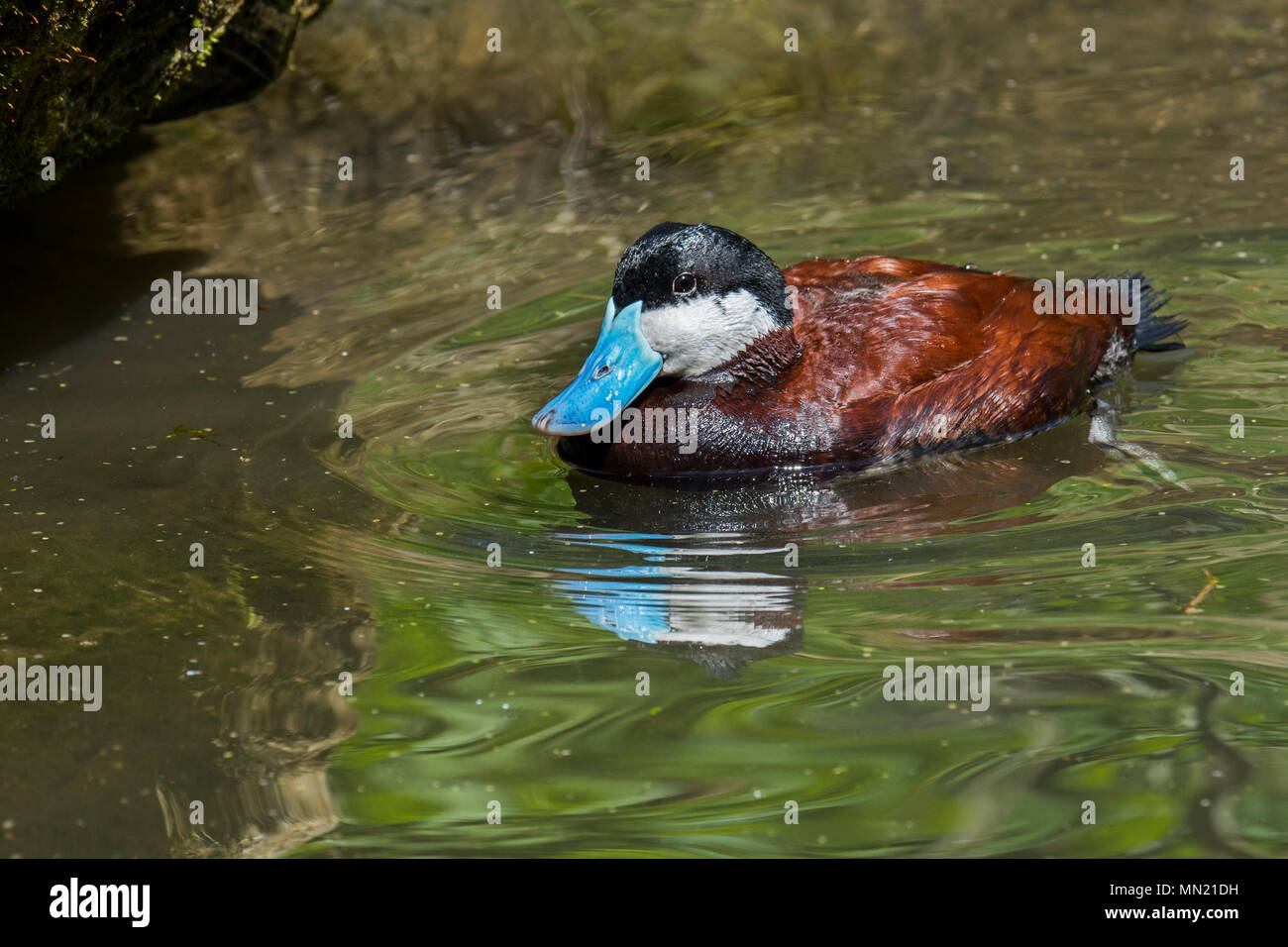 Ruddy duck (Oxyura jamaicensis) male swimming in pond, stiff-tailed duck native to North America Stock Photo