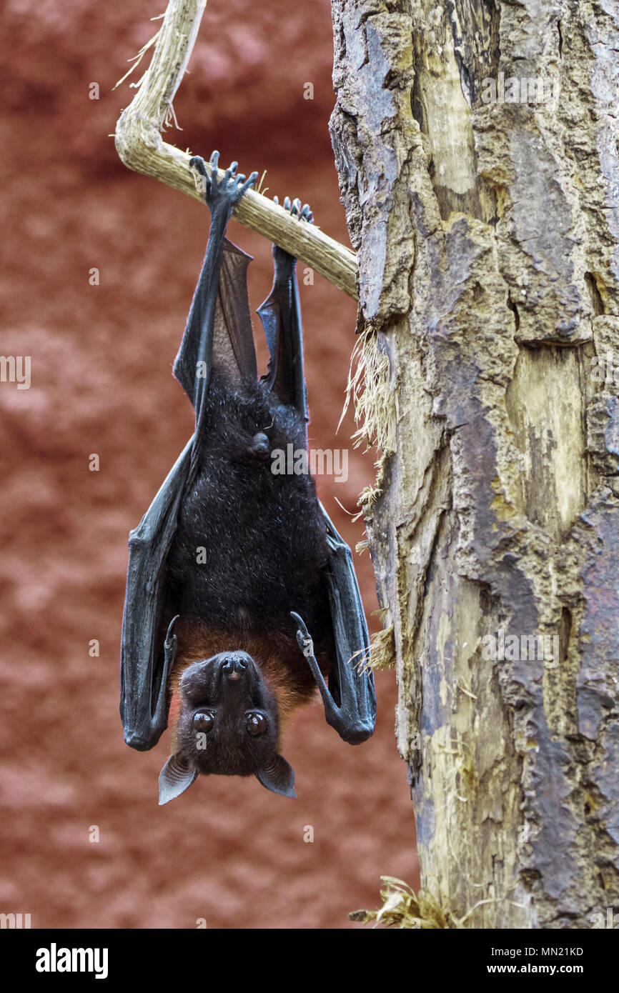 Lyle's flying fox (Pteropus lylei) native to Cambodia, Thailand and Vietnam hanging upside down from branch with hind feet Stock Photo