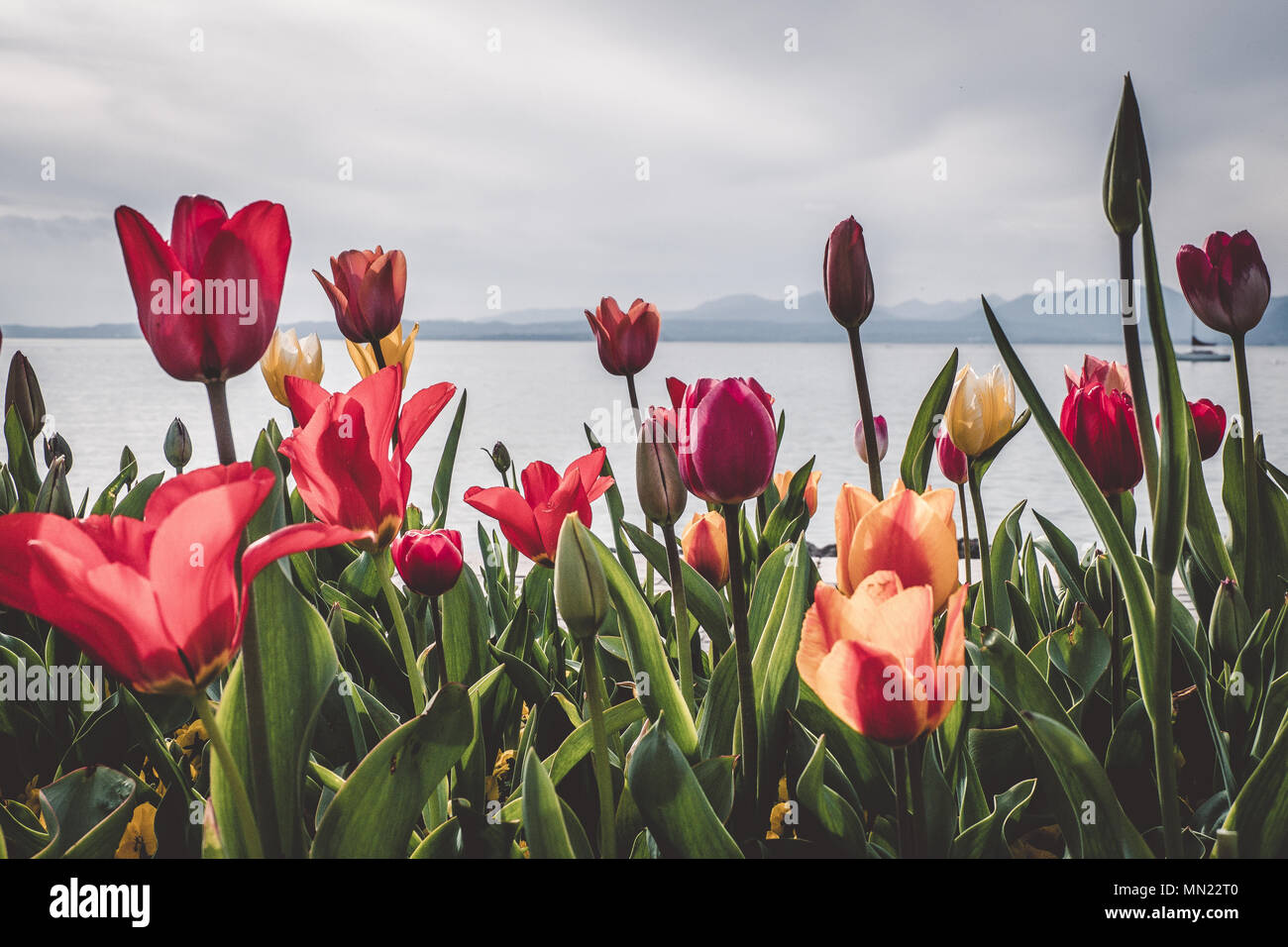 Lake tulips hi-res stock photography and images - Alamy