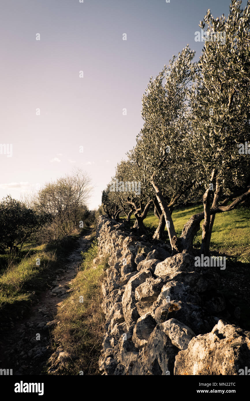 Olive trees southern italy hi-res stock photography and images - Alamy