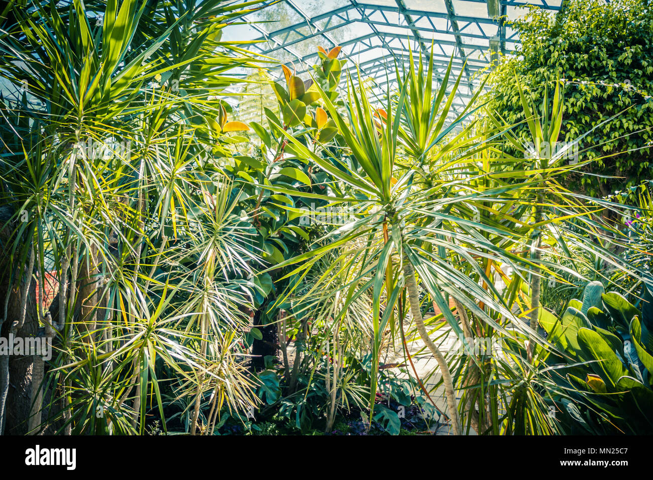 Collection of exotic plants in the greenhouse Stock Photo - Alamy
