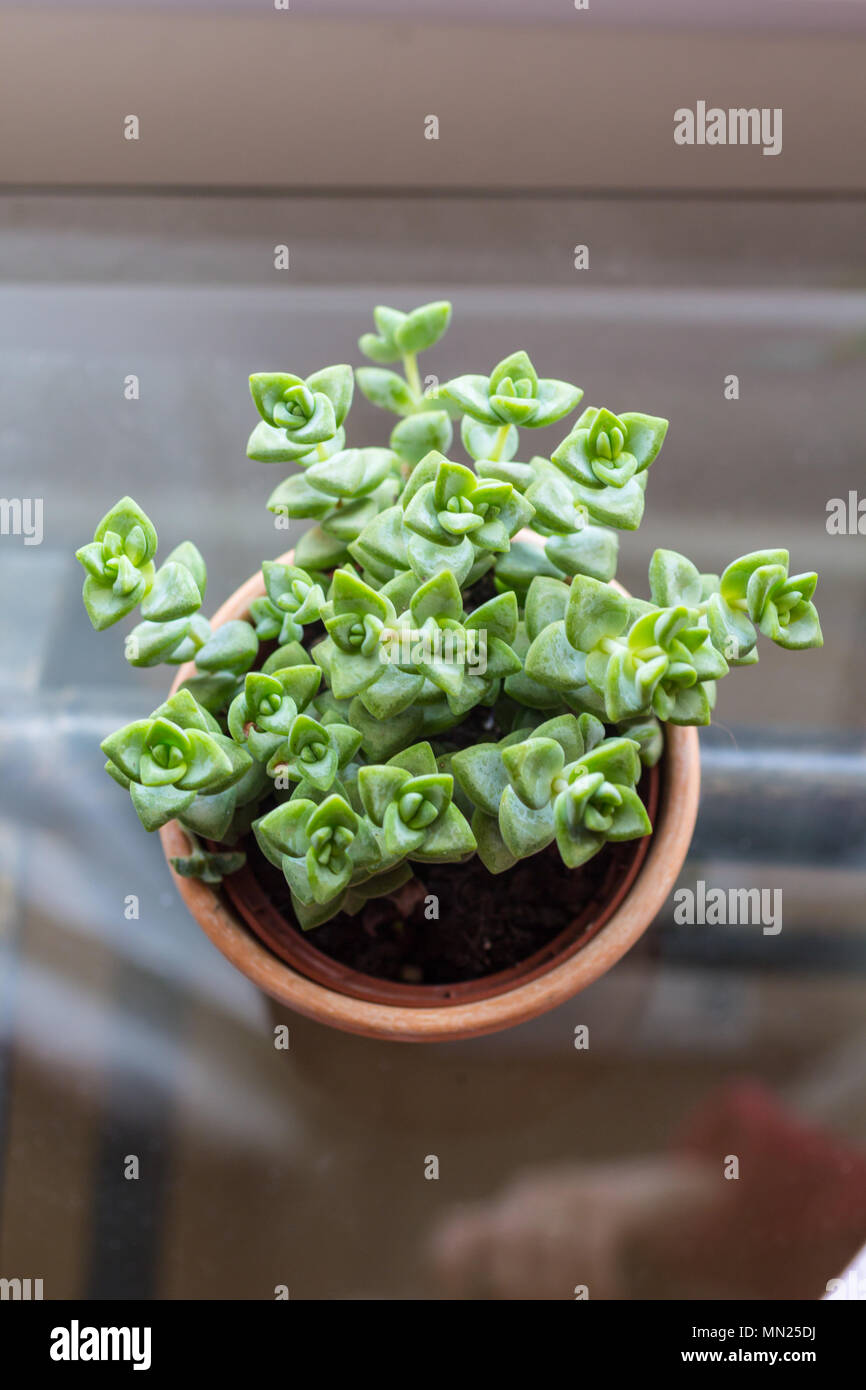 Cactus plant sill potted plant hi-res stock photography and images - Alamy